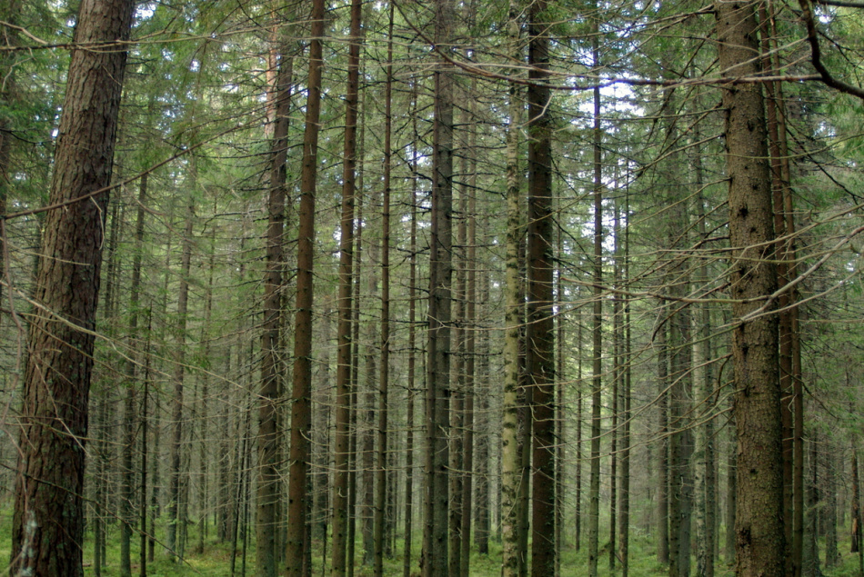 Мемориальные деревья в Павловске ушли на «больничный»